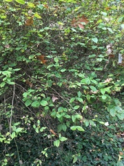 Philadelphus tomentosus