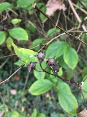Philadelphus tomentosus
