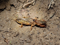 Gryllotalpa vineae
