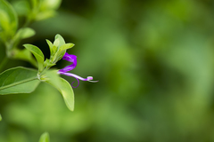 Hypoestes purpurea