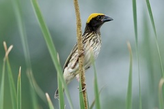 Ploceus manyar