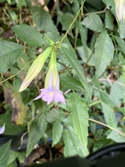 Tripterospermum lanceolatum