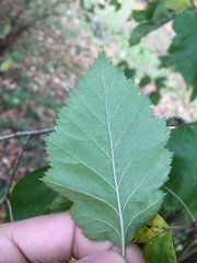 Crataegus intricata