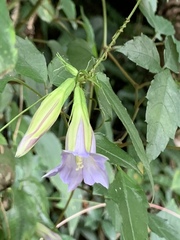 Tripterospermum lanceolatum