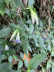 Tripterospermum lanceolatum