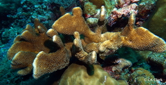Pocillopora grandis