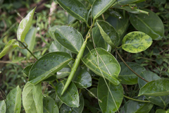 Parsonsia alboflavescens