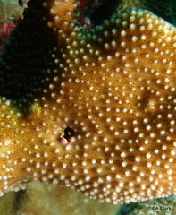 Pocillopora grandis