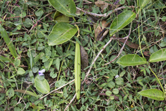 Parsonsia alboflavescens