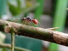 Polyrhachis bicolor