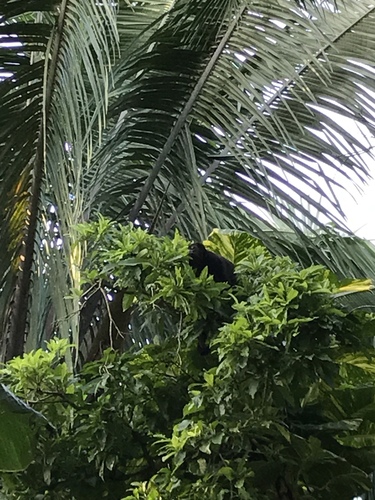 Atelidae