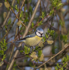 Cyanistes caeruleus