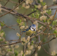 Cyanistes caeruleus
