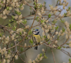 Cyanistes caeruleus