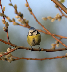 Cyanistes caeruleus