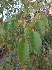 Ulmus glabra