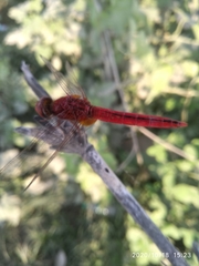 Crocothemis servilia