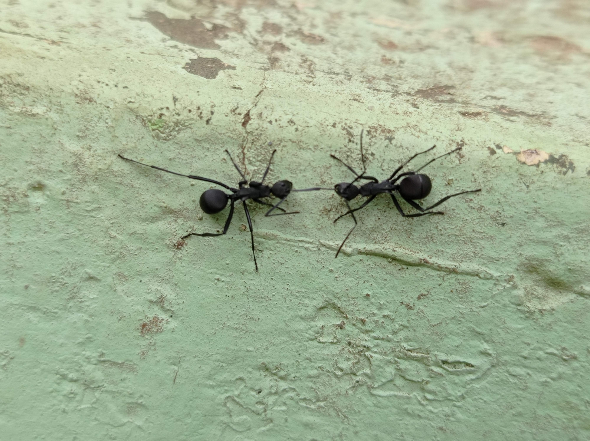 Polyrhachis hector