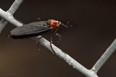 Dilophus pectoralis