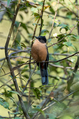 Heterophasia capistrata
