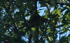 Urodynamis taitensis