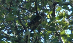 Urodynamis taitensis