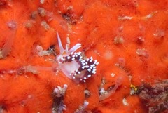Cratena capensis