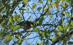 Urodynamis taitensis