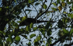 Urodynamis taitensis