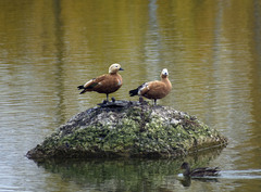 Tadorna ferruginea