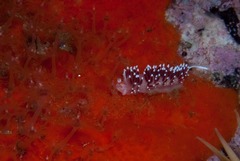 Cratena capensis