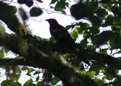 Urodynamis taitensis