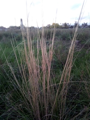 Stipa capillata