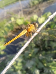 Crocothemis servilia