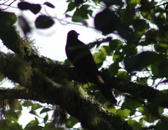 Urodynamis taitensis