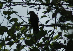 Urodynamis taitensis