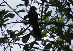 Urodynamis taitensis