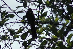 Urodynamis taitensis