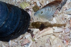 Syngnathus temminckii