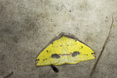 Heterolocha