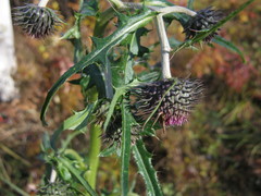 Cirsium pendulum