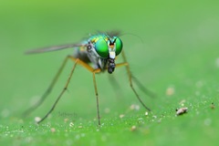 Chrysosoma globiferum