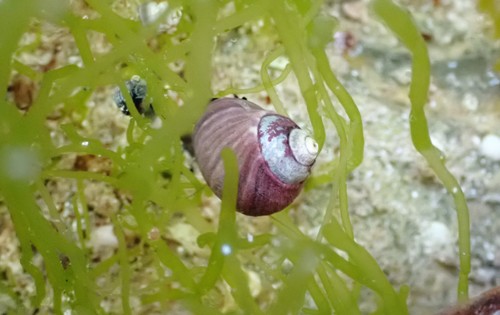 Austrocochlea rudis