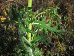 Cirsium pendulum