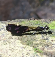 Aristocypha fenestrella