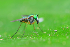 Chrysosoma globiferum