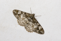 Alcis admissaria
