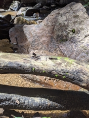 Aristocypha fenestrella