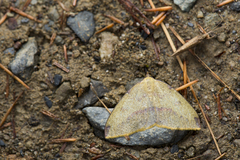 Heterolocha marginata