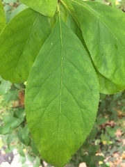 Chionanthus retusus
